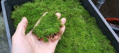 真苔|Bryum