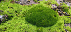 真苔|Bryum