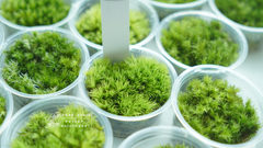 白髮苔|Leucobryum