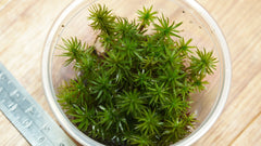 金髮苔|Polytrichum