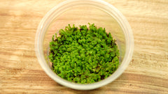 錢蘚|Riccia