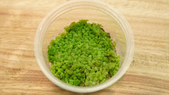 綠葉光蘚(Cyathodium smaragdinum