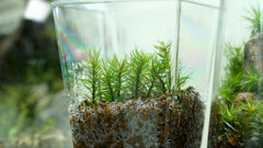 金髮苔|Polytrichum