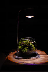 苔蘚育植燈 Pro|Moss Nurture LIGHT PRO
