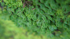 錢蘚|Riccia