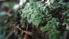 糙葉白髮|Lecobryum scaberulum