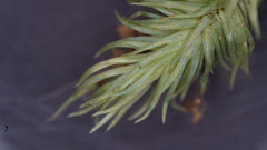 糙葉白髮|Lecobryum scaberulum