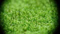 真苔|Bryum