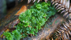 孔雀苔|Hypopterygium