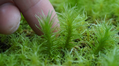 爪哇白髮苔|Leucobryum javense