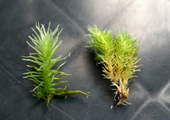 爪哇白髮苔|Leucobryum javense