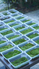 白髮苔|Leucobryum