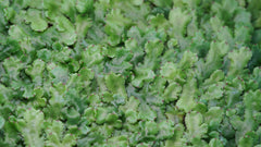 蛇蘚|Conocephalum