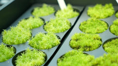 糙葉白髮|Lecobryum scaberulum