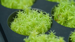糙葉白髮|Lecobryum scaberulum