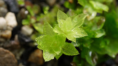 暖地大葉苔|Rhodobryum