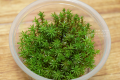 金髮苔|Polytrichum