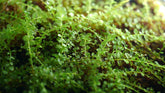 走燈苔|Plagiomnium
