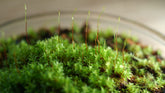 真苔|Bryum