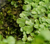 姬蛇蘚|Sandea japonica Steph.