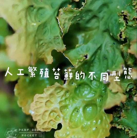 苔蘚的不同型態