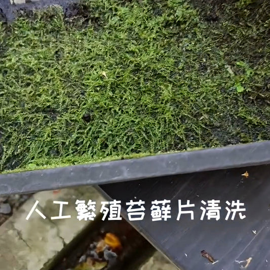 苔蘚片清洗