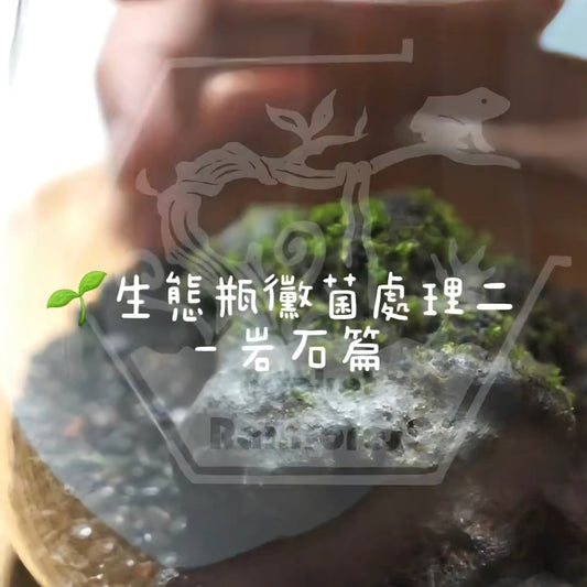 生態瓶黴菌處理二