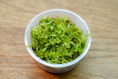 明葉苔｜Vesicularia