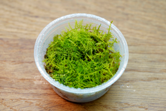 羽苔｜Thuidium