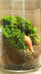 大鳳尾苔｜Fissidens