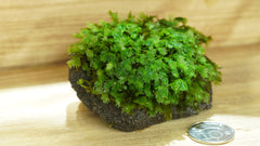 大鳳尾苔｜Fissidens