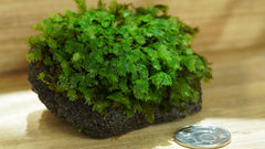 大鳳尾苔｜Fissidens