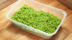 白髮苔｜Leucobryum