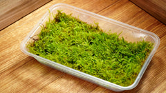 明葉苔｜Vesicularia