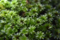 比拉真苔｜Bryum