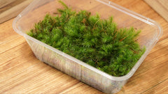 焰苔｜Pyrrhobryum