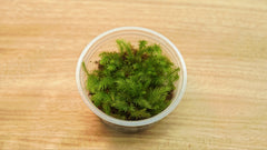 焰苔｜Pyrrhobryum