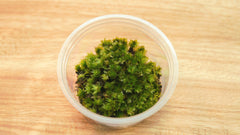 比拉真苔｜Bryum