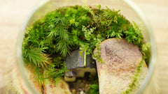 焰苔｜Pyrrhobryum