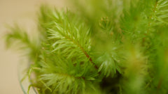 焰苔｜Pyrrhobryum