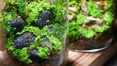 綠葉光蘚（Cyathodium smaragdinum