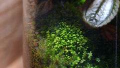 小鳳尾苔｜Fissidens