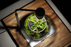 苔蘚育植燈｜Moss Nurture Light