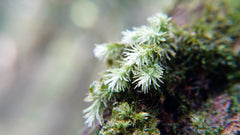 爪哇白髮苔｜Leucobryum javense