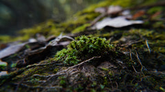 比拉真苔｜Bryum