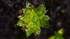 比拉真苔｜Bryum