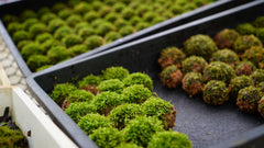 明葉苔｜Vesicularia