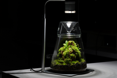 苔蘚育植燈｜Moss Nurture Light