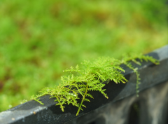 羽苔｜Thuidium