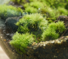 白髮苔｜Leucobryum